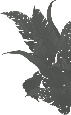 Plant Our Story Left